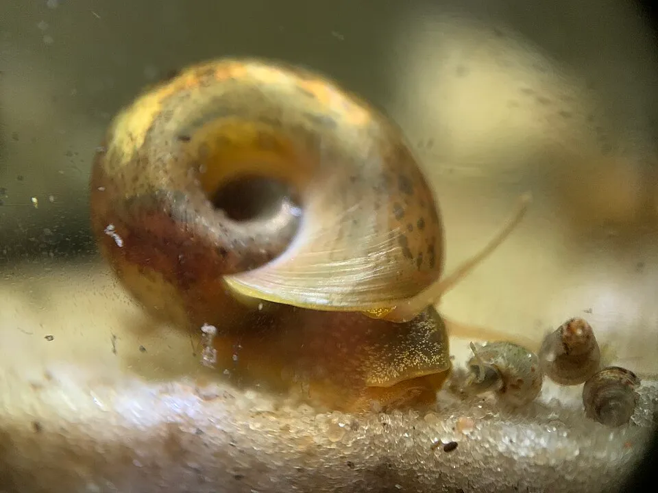 Seminole Ramshorn (Planorbella duryi)