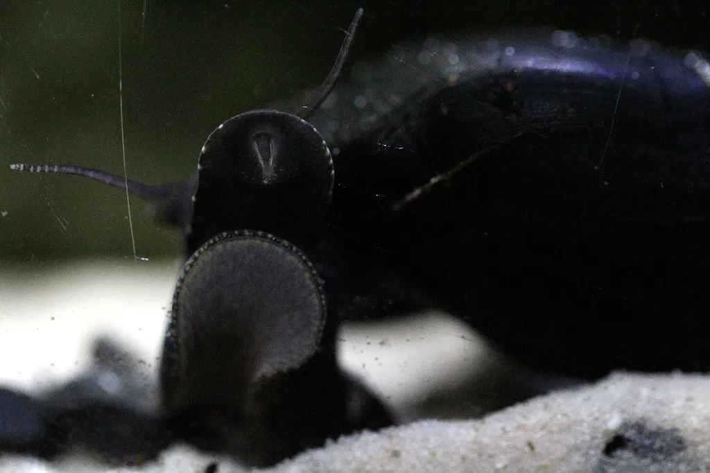 Black Devil Snail (Faunus ater)