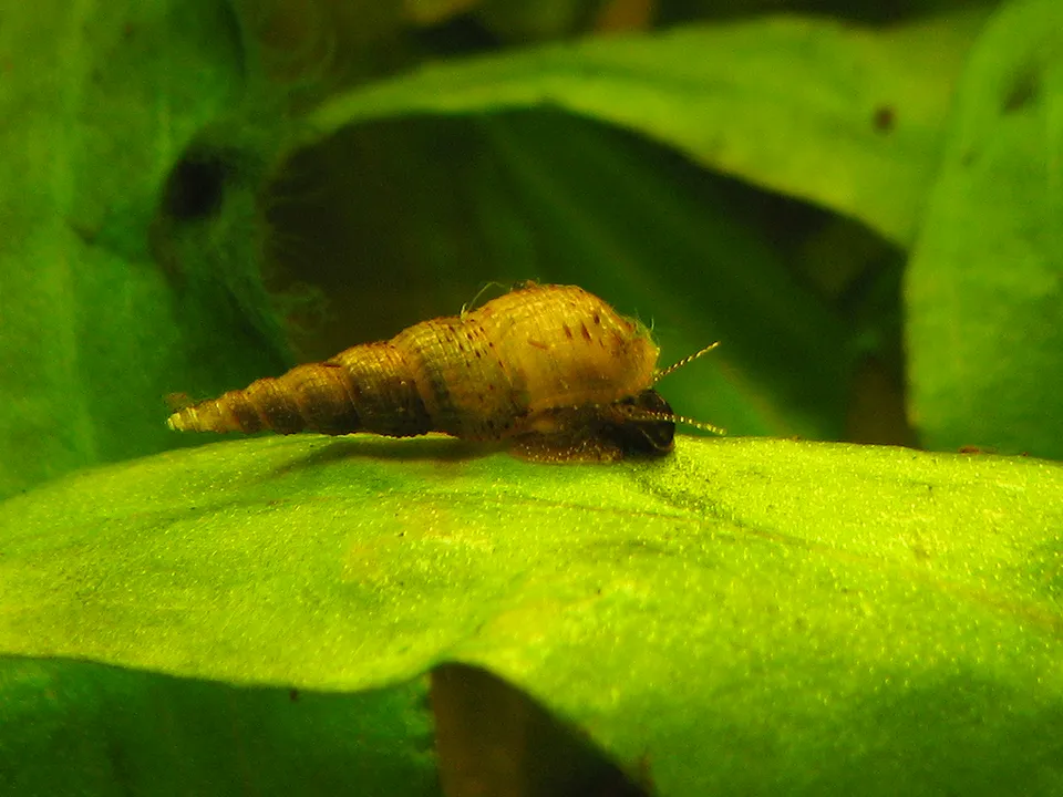 Malaysian Trumpet Snail (Melanoides tuberculata)