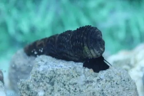White Spotted Rabbit Snail (Tylomelania towutica)