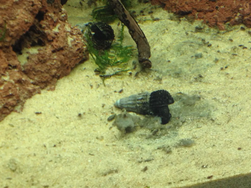 Triangle Rabbit Snail (Tylomelania sinabartfeldi)