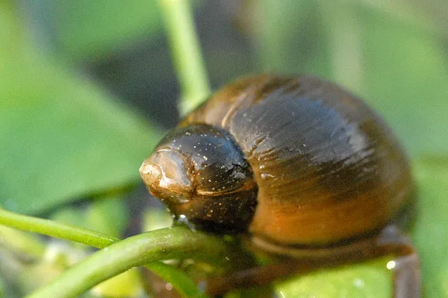 Wandering Snail (Ampullaceana balthica)