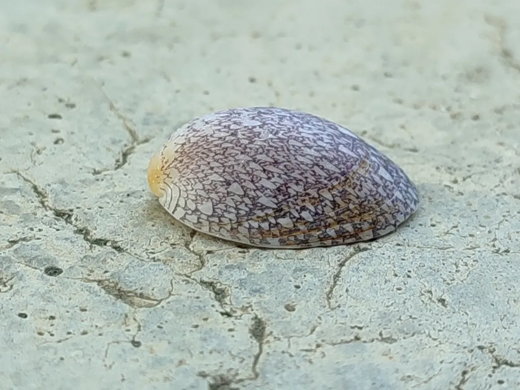 Marbled Limpet Nerite (Septaria porcellana)