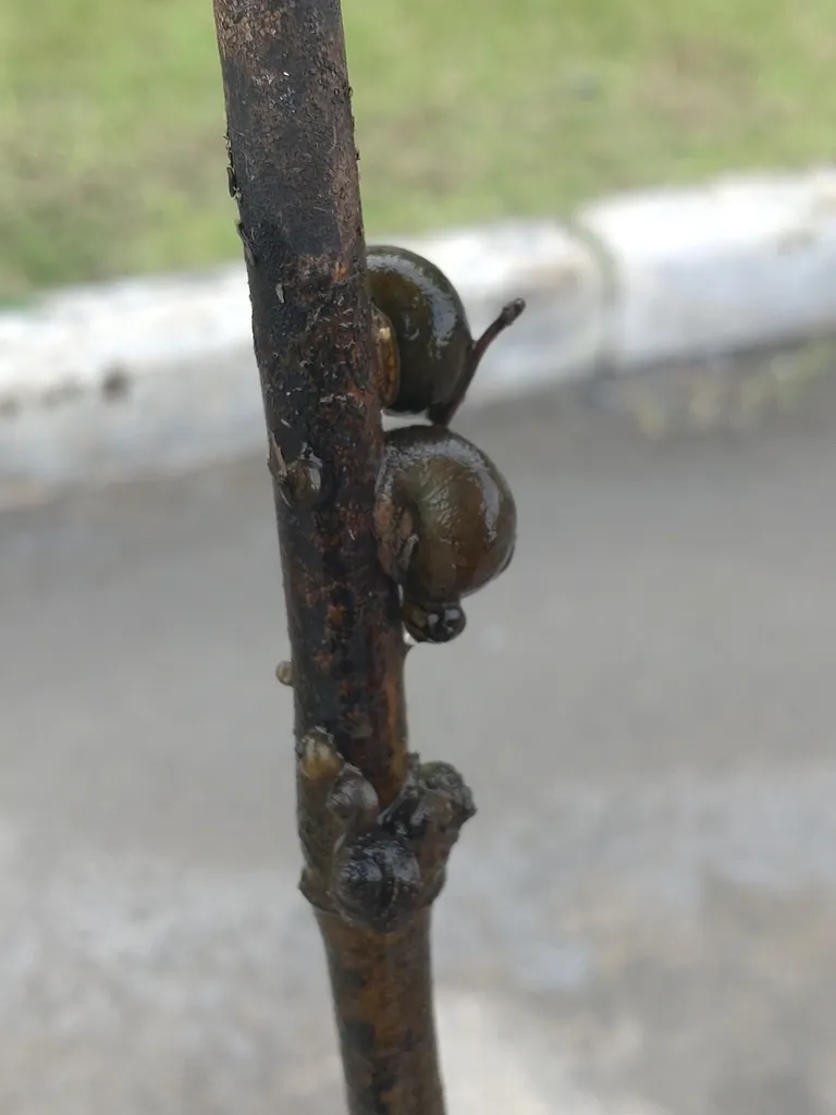 White Wizard Snail (Filopaludina martensi)