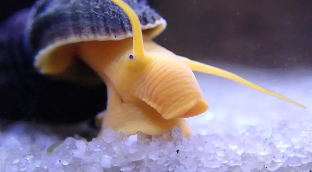 Gold Rabbit Snail (Tylomelania gemmifera)