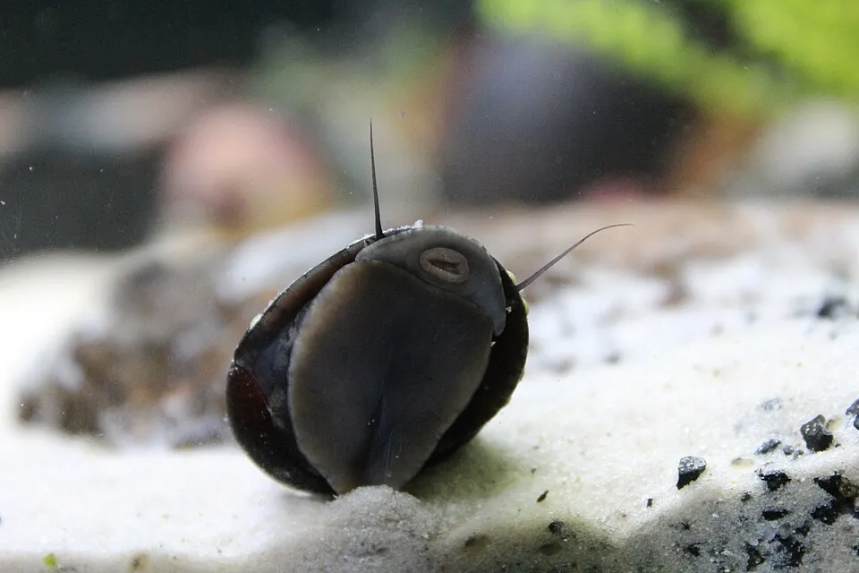 Dusky Nerite Snail (Neritina pulligera)