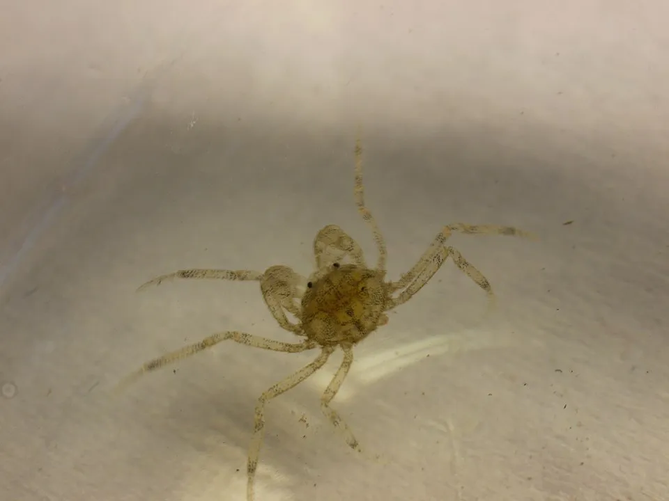 Thai Micro Crab (Limnopilos naiyanetri)