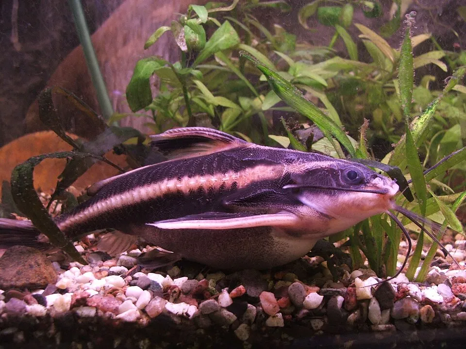 Striped raphael catfish (Platydoras armatulus)