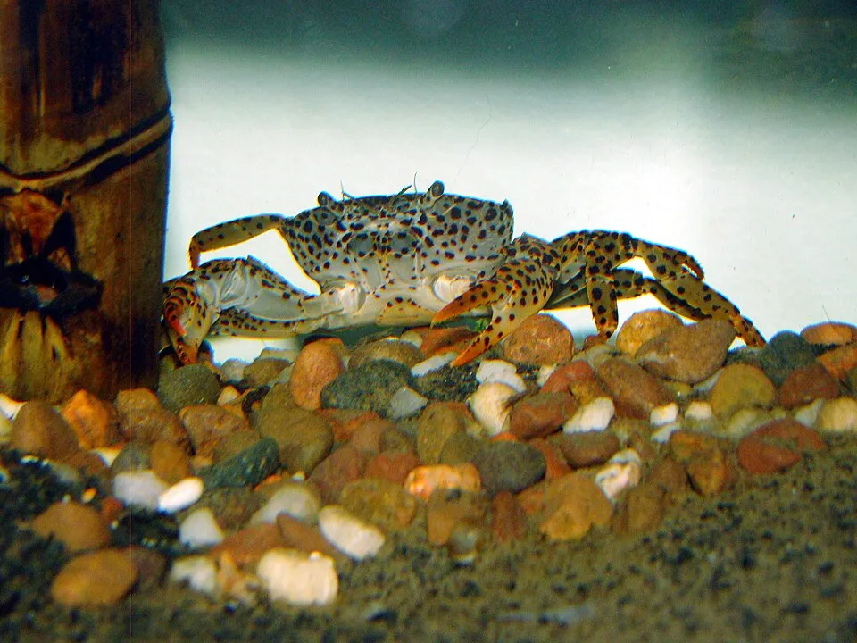 Panther Crab (Parathelphusa pantherina)