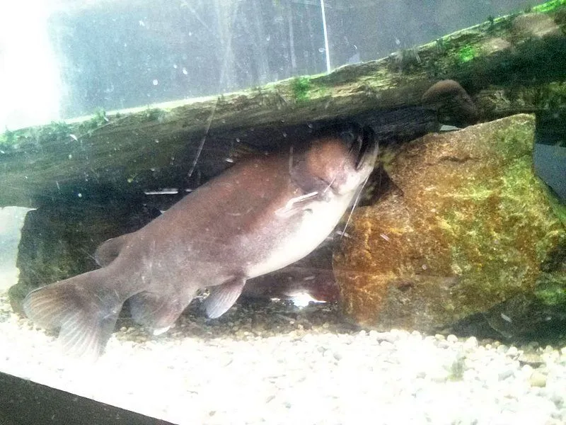 Gulper catfish (Asterophysus batrachus)