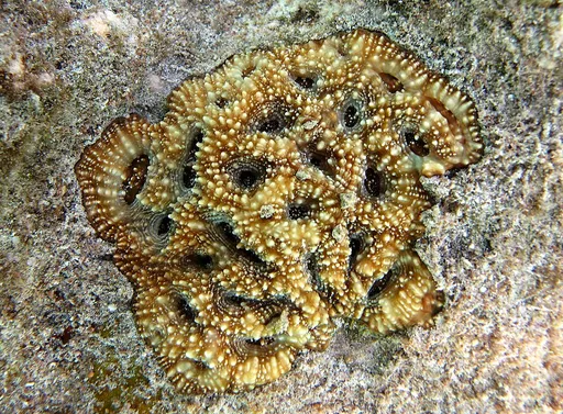 Acan Coral (Acanthastrea echinata)