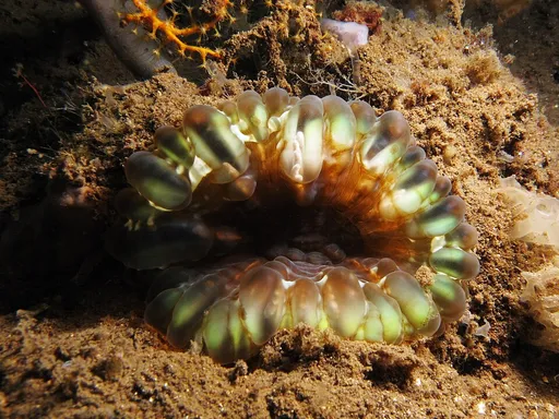 Donut Coral (Acanthophyllia deshayesiana)