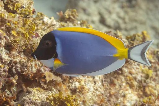 Powder Blue Tang (Acanthurus leucosternon)