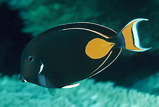 Achilles Tang (Acanthurus achilles)