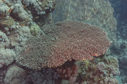 Table Acropora (Acropora hyacinthus)