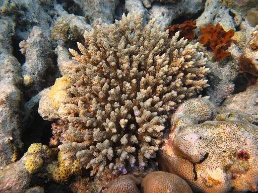 Smooth Skin Acropora (Acropora tenuis)