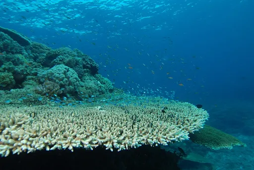 Staghorn Acropora (Acropora)