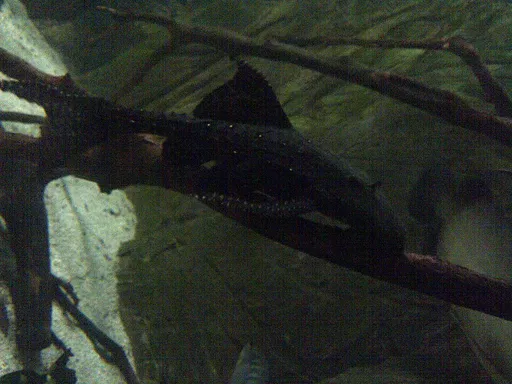 Adonis Pleco (L155) (Acanthicus adonis)