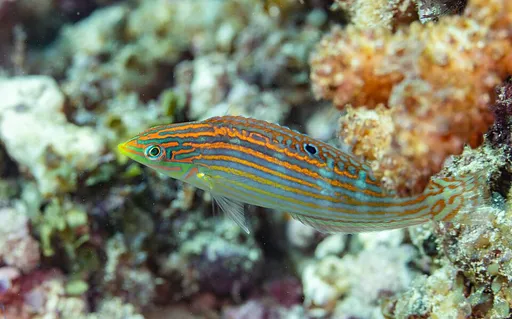 Adorned Wrasse (Halichoeres cosmetus)