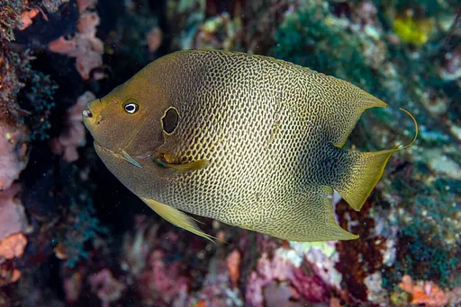 African Angelfish (Holacanthus africanus)