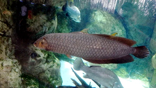 African arowana (Heterotis niloticus)