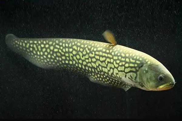 African featherfin knifefish (Papyrocranus afer)