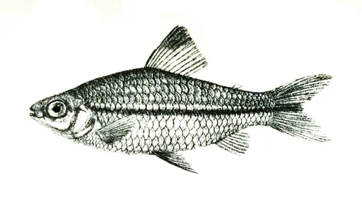 African oneline tetra (Nannaethiops unitaeniatus)