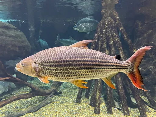 African tigerfish (Hydrocynus vittatus)