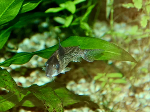 Agassiz's cory (Corydoras agassizii)