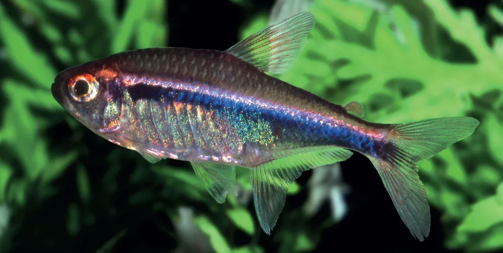 Agulha tetra (Hyphessobrycon agulha)