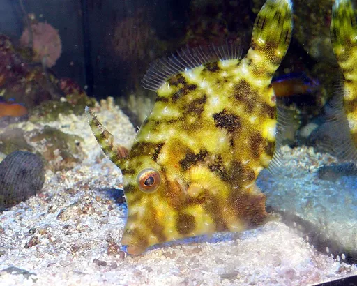 Aiptasia Eating Filefish (Acreichthys tomentosus)