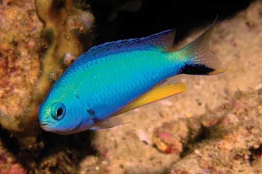 Allen's Damsel (Pomacentrus alleni)