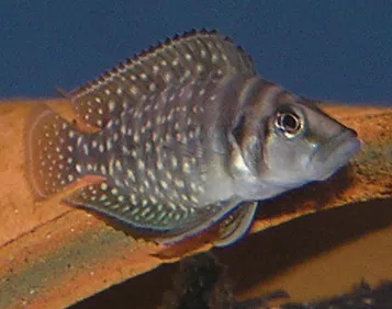 Black calvus (Altolamprologus calvus)