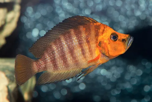 Compressiceps (Altolamprologus compressiceps)