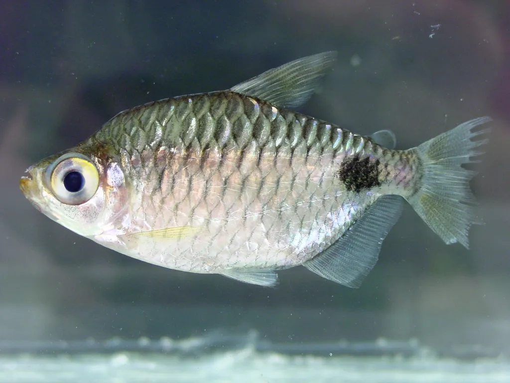 Altus tetra (Brachypetersius altus)