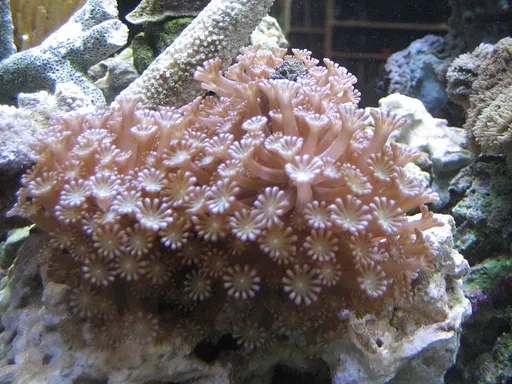 Alveopora Coral (Alveopora)