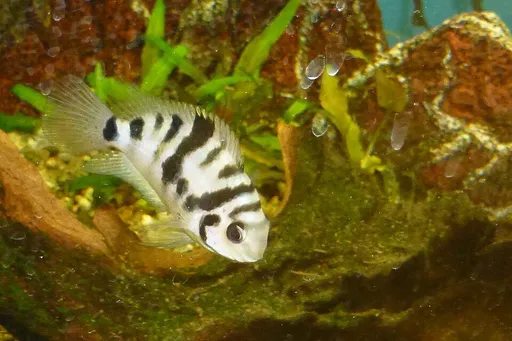 Honduran red point cichlid (Amatitlania siquia)