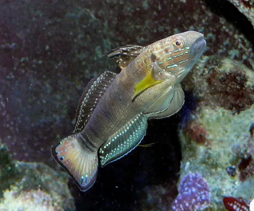 Dragon Sleeper Goby (Amblygobius phalaena)