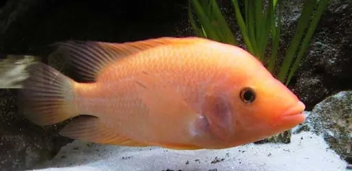 Red devil cichlid (Amphilophus labiatus)