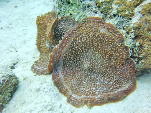 Elephant Ear Mushroom (Amplexidiscus fenestrafer)