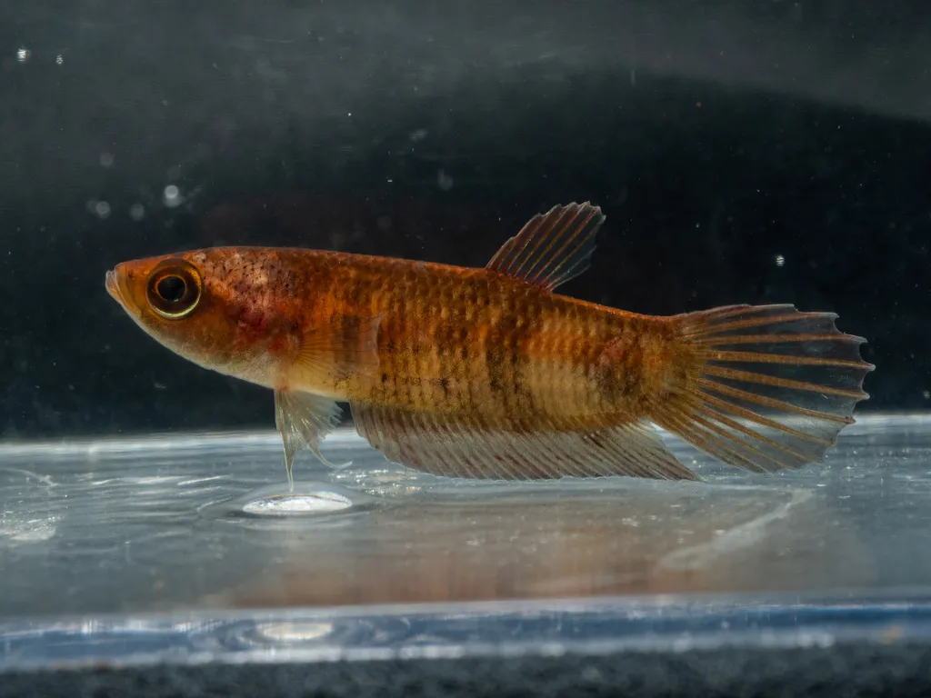 Anabatoides betta (Betta anabatoides)