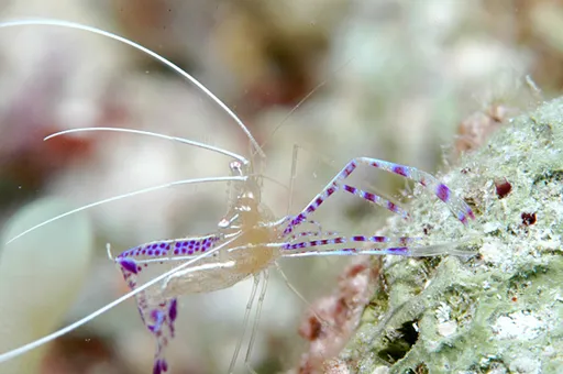 Pederson's Cleaner Shrimp (Ancylomenes pedersoni)