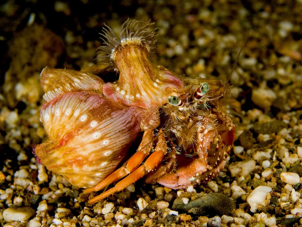 Anemone hermit crab (Dardanus pedunculatus)