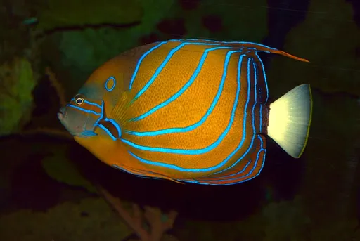Annularis Angelfish (Pomacanthus annularis)