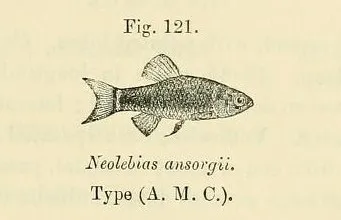 Ansorge's neolebias (Neolebias ansorgii)