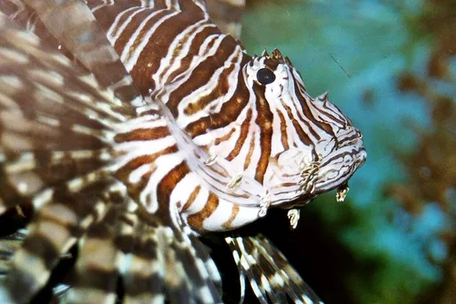 Antennata lionfish (Pterois antennata)