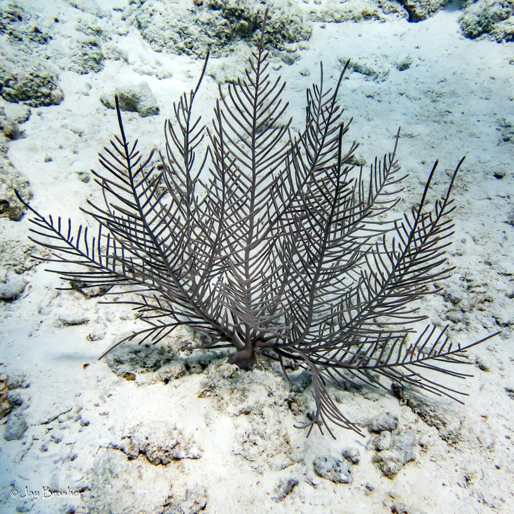 Purple Sea Plume (Antillogorgia bipinnata)