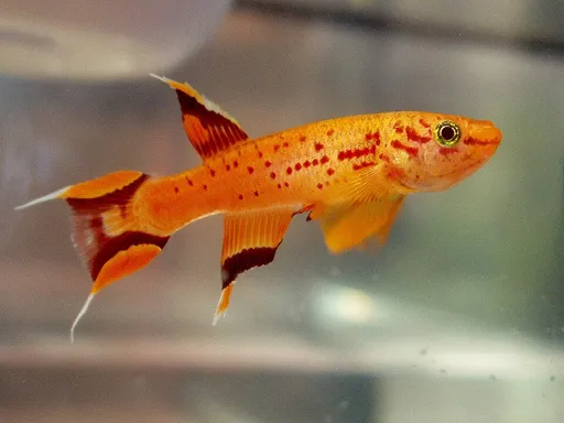 Golden lyretail killifish (Aphyosemion australe)