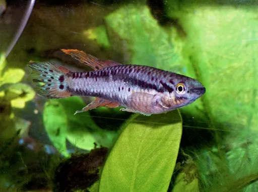 Two-striped aphyosemion (Aphyosemion bivittatum)