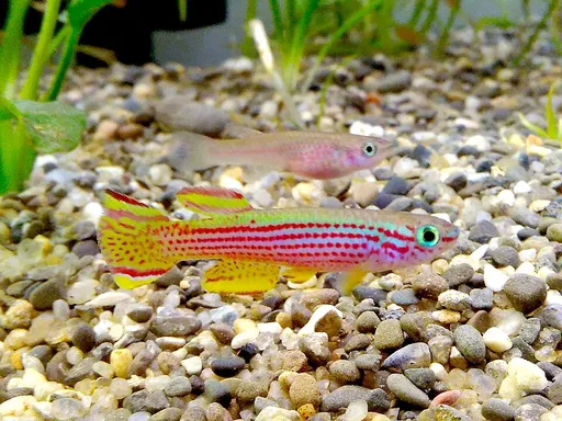 Red-striped killifish (Aphyosemion striatum)